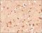 Serotonin antibody, NB100-65037, Novus Biologicals, Immunohistochemistry paraffin image 