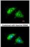 Calnexin antibody, PA5-34665, Invitrogen Antibodies, Immunofluorescence image 