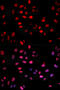 Jun Proto-Oncogene, AP-1 Transcription Factor Subunit antibody, MBS125899, MyBioSource, Immunofluorescence image 
