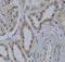 WD repeat-containing protein 5 antibody, FNab09497, FineTest, Immunohistochemistry frozen image 