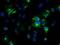 Noggin antibody, NBP1-47881, Novus Biologicals, Immunofluorescence image 