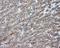 Nitrilase Family Member 2 antibody, NBP2-02486, Novus Biologicals, Immunohistochemistry frozen image 