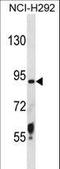 Transmembrane Serine Protease 6 antibody, LS-C156245, Lifespan Biosciences, Western Blot image 