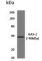 Growth Arrest Specific 1 antibody, NBP2-22032, Novus Biologicals, Western Blot image 