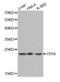 Inosine Triphosphatase antibody, abx001133, Abbexa, Western Blot image 