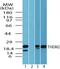 Acyl-CoA Thioesterase 13 antibody, PA5-23235, Invitrogen Antibodies, Western Blot image 