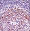 Vasodilator Stimulated Phosphoprotein antibody, LS-C160501, Lifespan Biosciences, Immunohistochemistry paraffin image 