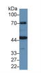 Kininogen 1 antibody, LS-C663762, Lifespan Biosciences, Western Blot image 