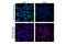 BCL2 Binding Component 3 antibody, 24633S, Cell Signaling Technology, Immunofluorescence image 