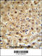Hemopexin antibody, 62-383, ProSci, Immunohistochemistry paraffin image 
