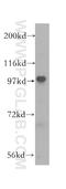 RTF1 Homolog, Paf1/RNA Polymerase II Complex Component antibody, 12170-1-AP, Proteintech Group, Western Blot image 