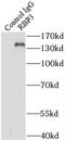 Retinol Binding Protein 3 antibody, FNab07190, FineTest, Immunoprecipitation image 