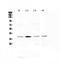 AHSA1 antibody, PA5-78743, Invitrogen Antibodies, Western Blot image 