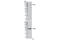 HIF-2-alpha antibody, 7096S, Cell Signaling Technology, Western Blot image 