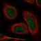 Gasdermin D antibody, HPA044487, Atlas Antibodies, Immunofluorescence image 