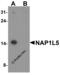 Nucleosome Assembly Protein 1 Like 5 antibody, 8147, ProSci, Western Blot image 