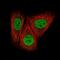 CCCTC-Binding Factor antibody, NBP2-52911, Novus Biologicals, Immunocytochemistry image 