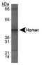 Homer Scaffold Protein 1 antibody, TA336762, Origene, Western Blot image 