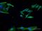 Engrailed Homeobox 2 antibody, H00002020-M03, Novus Biologicals, Immunocytochemistry image 
