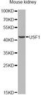 Upstream Transcription Factor 1 antibody, A13560, ABclonal Technology, Western Blot image 