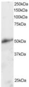 Krueppel-like factor 8 antibody, MBS420636, MyBioSource, Western Blot image 