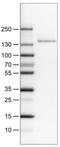 c-Kit antibody, NBP2-34487, Novus Biologicals, Western Blot image 