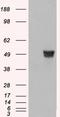 Coronin 1A antibody, orb18743, Biorbyt, Western Blot image 