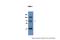 OMA1 Zinc Metallopeptidase antibody, A06260, Boster Biological Technology, Western Blot image 