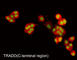 TNFRSF1A Associated Via Death Domain antibody, TM3391, ECM Biosciences, Immunocytochemistry image 