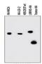 HA tag antibody, NB600-362, Novus Biologicals, Western Blot image 