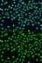 Staufen Double-Stranded RNA Binding Protein 2 antibody, GTX33526, GeneTex, Immunocytochemistry image 