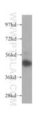 Casein Kinase 1 Gamma 1 antibody, 16384-1-AP, Proteintech Group, Western Blot image 