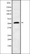 RasGEF Domain Family Member 1A antibody, orb338603, Biorbyt, Western Blot image 