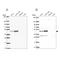 Ribosome Biogenesis Regulator 1 Homolog antibody, NBP2-30725, Novus Biologicals, Western Blot image 