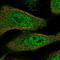 Thioredoxin Like 4B antibody, HPA065865, Atlas Antibodies, Immunofluorescence image 