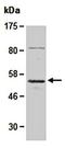 Chromogranin A antibody, orb66936, Biorbyt, Western Blot image 
