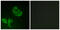 G Protein-Coupled Receptor 20 antibody, abx015323, Abbexa, Western Blot image 