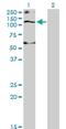 Solute Carrier Family 12 Member 4 antibody, H00006560-M01, Novus Biologicals, Western Blot image 