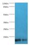 Fatty Acid Binding Protein 6 antibody, LS-C375680, Lifespan Biosciences, Western Blot image 