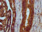 LYR Motif Containing 4 antibody, LS-C680798, Lifespan Biosciences, Immunohistochemistry paraffin image 