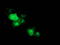 Microtubule-associated protein RP/EB family member 2 antibody, LS-C172958, Lifespan Biosciences, Immunofluorescence image 