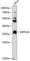 Mitochondrial Ribosomal Protein L44 antibody, 19-506, ProSci, Western Blot image 