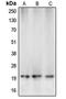 Caspase 5 antibody, LS-C351914, Lifespan Biosciences, Western Blot image 