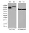 Calpastatin antibody, M00337, Boster Biological Technology, Western Blot image 