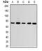 Guanine Monophosphate Synthase antibody, orb341127, Biorbyt, Western Blot image 