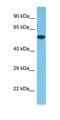 Heat Shock Protein Family A (Hsp70) Member 8 antibody, orb330555, Biorbyt, Western Blot image 