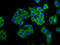 Carboxypeptidase O antibody, LS-C680316, Lifespan Biosciences, Immunofluorescence image 