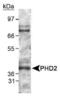 Egl-9 Family Hypoxia Inducible Factor 1 antibody, PA1-33195, Invitrogen Antibodies, Western Blot image 