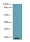 Zinc Finger And BTB Domain Containing 8 Opposite Strand antibody, LS-C399834, Lifespan Biosciences, Western Blot image 