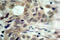 Cell Division Cycle 25C antibody, LS-C177884, Lifespan Biosciences, Immunohistochemistry frozen image 